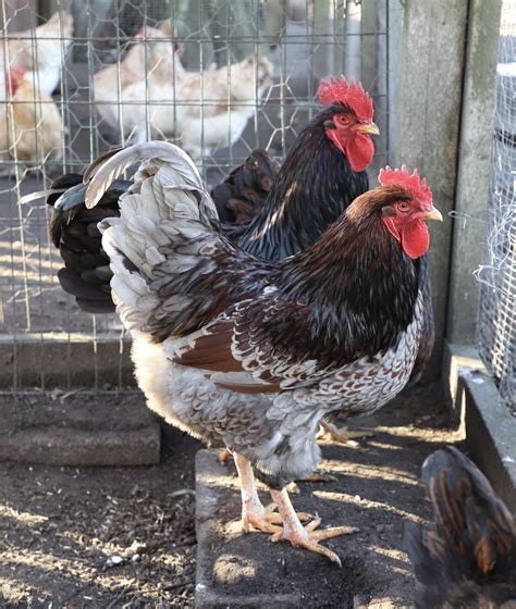 barnevelder  sale chickens breed information omlet