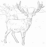 Coloring Hunting Pages Elk Bow Getcolorings Color Getdrawings Deer Pag sketch template