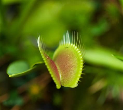 grow venus flytrap  homes gardens