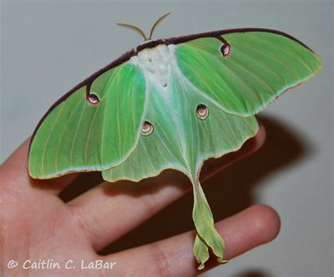 northwest butterflies species profile luna moth