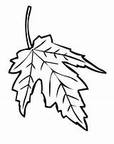 Toamna Colorat Frunze Desene Maple Planse Frunza Clip Anotimpul Fise Legume Fructe Syrup Trafic Cuvinte Mancare Cheie sketch template