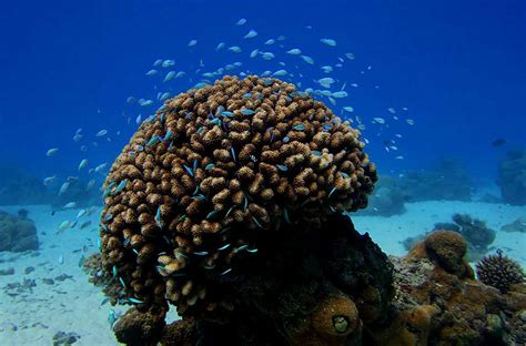 corals animals  plants