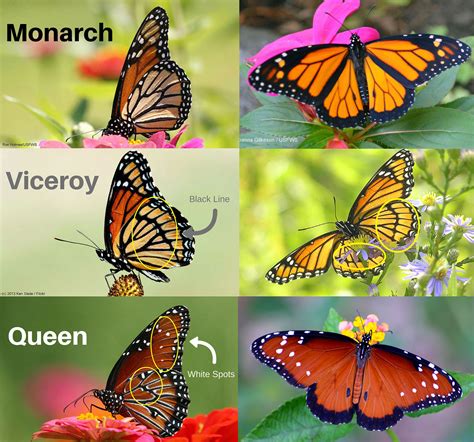 quiz   monarch  alikes fool   national wildlife federation blog