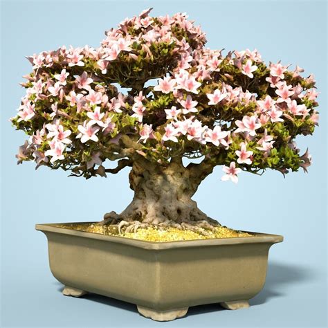 3d model satsuki bonsai tree blossom 15 cgtrader