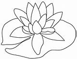 Lily Pad Drawing Flower Coloring Template Outline Pages Frog Clipart Drawings Calla Line Easy Flowers Clip Simple Designs Lilly Printable sketch template