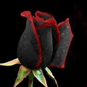 exquisite pcs black rose flower seeds bestseedsonlinecom