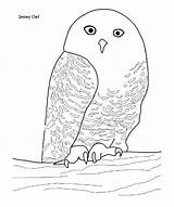 Owl Eulen Gufo Malvorlage Snowy Eule Ausmalbilder Animali Crafts Gufi Gratismalvorlagen Shape Freecreatives Weitere Kategorien Condividi sketch template