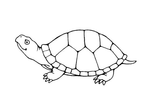 turtle coloring pages  kids yyl