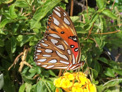 Build A Butterfly Garden That Helps Prevent Entitlement