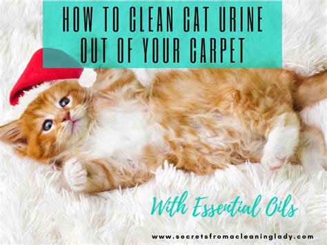 clean cat urine    carpet  essential oils secrets