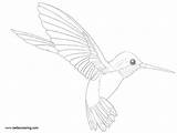 Pages Coloirng Hummingbird Small Kids Printable Coloring sketch template
