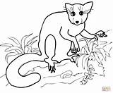 Aye Coloring Madagascar Pages Lemur Printable Supercoloring sketch template