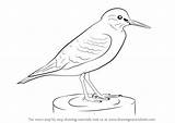 Sandpiper Draw Common Drawing Step sketch template