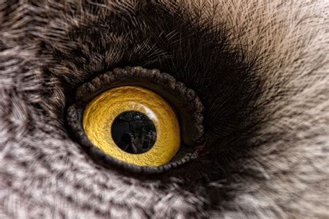 animal eyes  zy  design photo