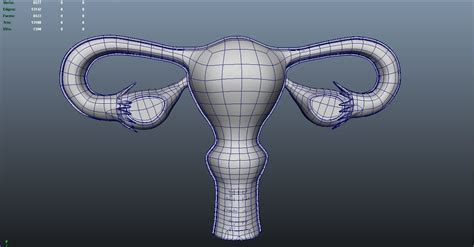 Female Reproductive System 3d Model 3d Printable Cgtrader