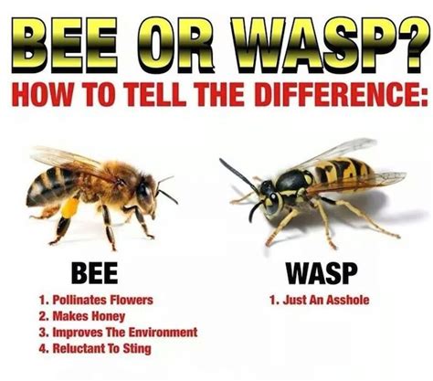 difference   bee   wasp alvinalexandercom