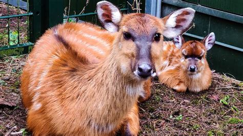 eerste baby van het jaar  de beekse bergen omroep brabant