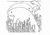 Coloring Manatee Pages Cute Manatees Clipart Related Library Coloringhome Comments Large sketch template