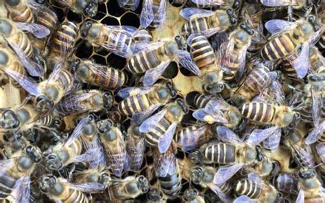 What Are The Benefits Of Beekeeping Beeplaza Beekeeping Shop