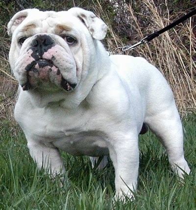 bulldog dog breed information  pictures