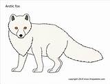 Fox Arctic Printable Coloring Pages Colored Firstpalette sketch template