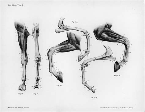 anthro anatomica walking   legs   stride  energy
