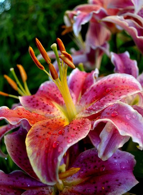 pictures   types  lilies thatll simply hypnotize