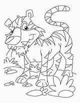 Coloring Tiger Pages Popular sketch template