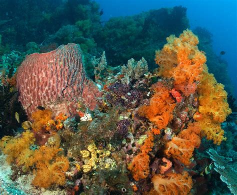 corals  coral reefs smithsonian ocean portal