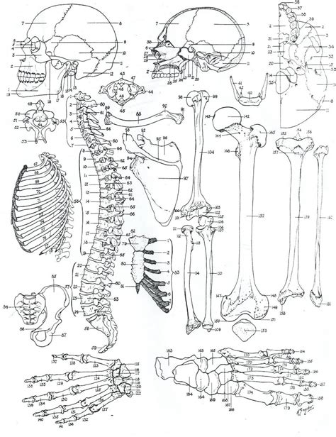 printable human anatomy coloring pages  printable
