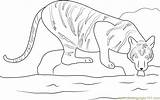 Tiger Coloringpages101 Tigers sketch template