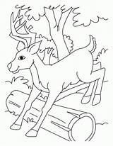 Coloring Pages Deer Jumping Hunting Buck Doe Log Baby Over Clipart Library Popular Colouring sketch template