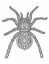 Coloring Spider Zentangle Preview sketch template