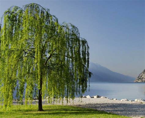 Willow Trees For Sale The Perfect Shade Trees