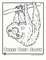 Endangered Rainforest Sloth Toed sketch template