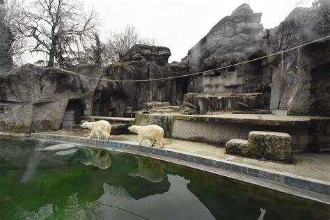 polar bear enclosure zoochat