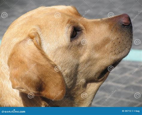 dogs head stock photography image