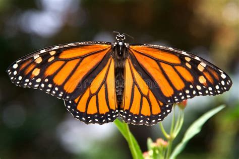 closeup  monarch butterfly  wings spread stock photo image