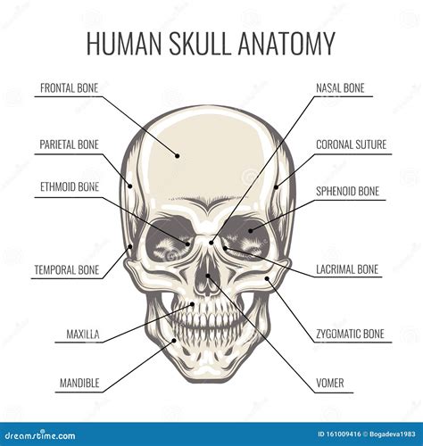 top  pictures diagrams   human skull excellent