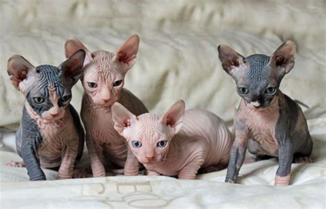 20 Photos That Prove Hairless Kittens Are Just Adorable