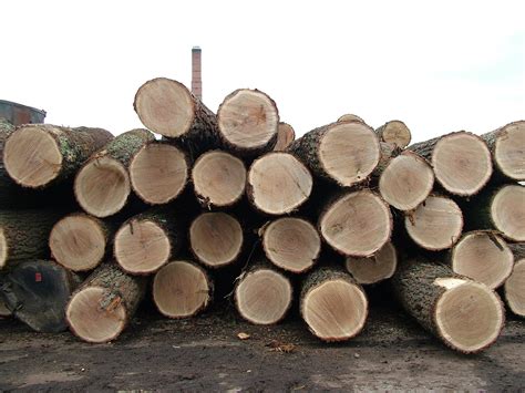 oak logs  photo  freeimages