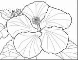 Coloring Flower Hibiscus Pages Flowers Single Spring Drawing Zinnia Japanese Petunia Plant Large Colouring Adult Step Printable Color Clipart Print sketch template
