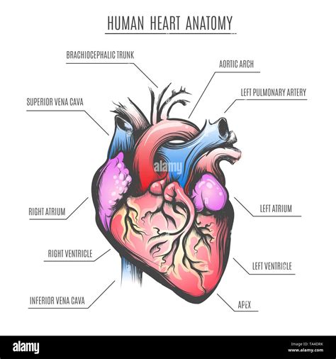menschliche herz anatomie poster vector illustration stock