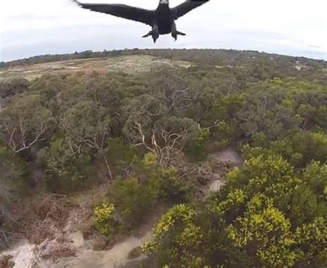 drone  eagle video shutterbug