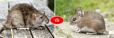 Rat Vs Mouse Fight Comparison Who Will Win