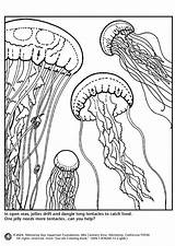 Jellyfish Ausmalbilder Qualle Medusas Meduse Colorare Quallen Kwallen Malvorlage Colouring Malvorlagen Disegni Educima Schulbilder Neu Coloringhome Medienwerkstatt Grote Große Scarica sketch template
