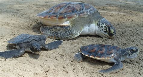 confirmado  drones costa rica esta repleta de tortugas national geographic en espanol