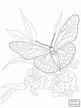Nature Coloring Realistic Pages Getdrawings Getcolorings sketch template