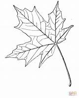Maple Leaf Coloring Sugar Pages Drawing Template Japanese Blatt Ahornblatt Main Tattoo Gif Color sketch template