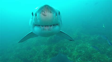 worlds biggest great white shark deep blue  sharkfest  nat geo